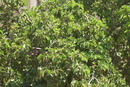 Black mulberry
